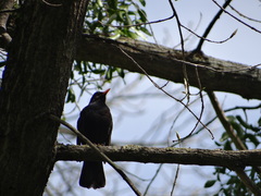 Turdus merula