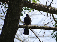 Turdus merula