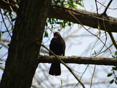 Turdus merula