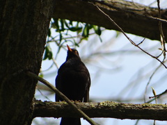 Turdus merula
