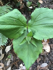 Callipetalon