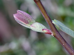 Salix magnifica