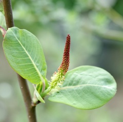 Salix magnifica