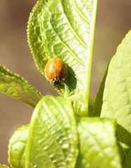 Adalia decempunctata