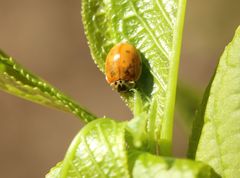 Adalia decempunctata