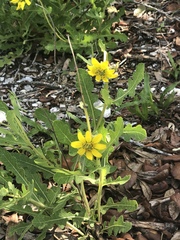Berlandiera subacaulis