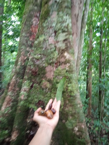 Foto de Pouteria amygdalicarpa