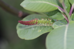 Salix magnifica