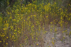 Deinandra fasciculata