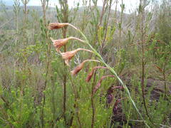 Gladiolus maculatus