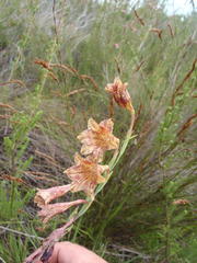 Gladiolus maculatus