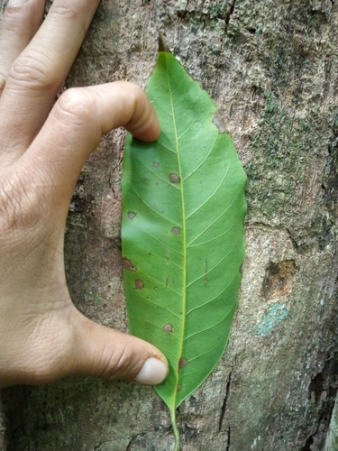 Foto de Pouteria amygdalicarpa