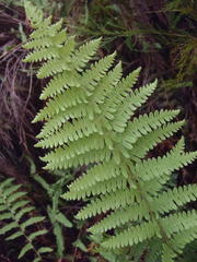 Thelypteris confluens