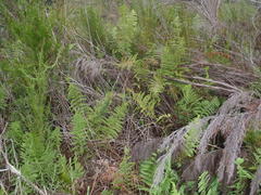 Thelypteris confluens