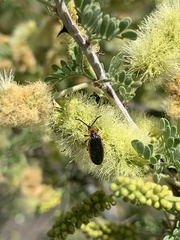 Lucaina marginata