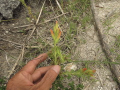 Castilleja auriculata