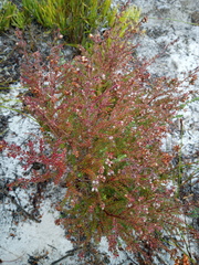 Erica turgida