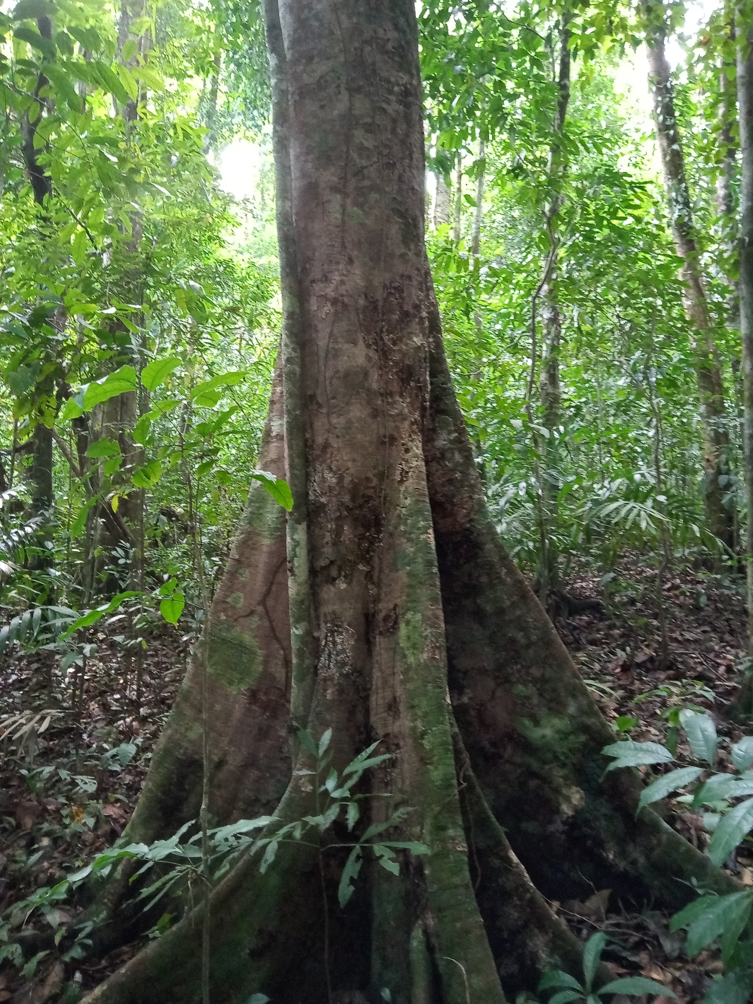 Imagem de Pouteria amygdalicarpa