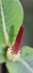Salix magnifica