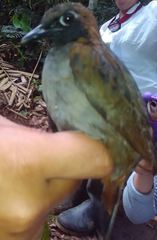 Formicarius analis
