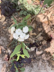 Spiraea cantoniensis