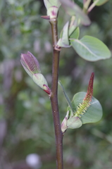 Salix magnifica