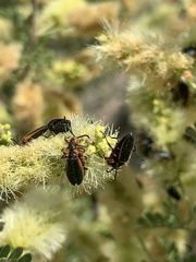 Lucaina marginata