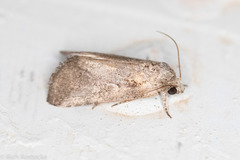 Aleptina inca