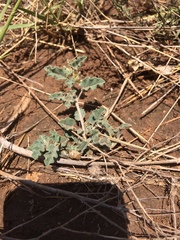 Acleisanthes diffusa