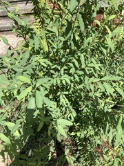 Spiraea cantoniensis