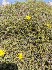 Launaea cervicornis