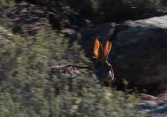 Pronolagus saundersiae