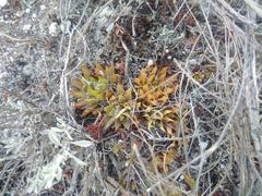 Haworthia mirabilis mirabilis
