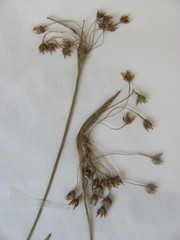 Luzula acuminata acuminata