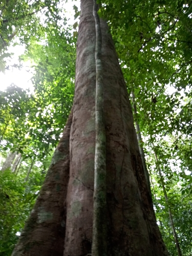 Foto de Pouteria amygdalicarpa