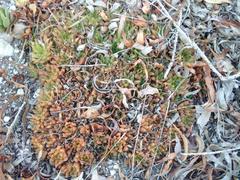 Haworthia mirabilis mirabilis