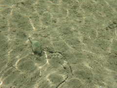 Fasciolaria