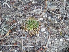 Haworthia mirabilis mirabilis