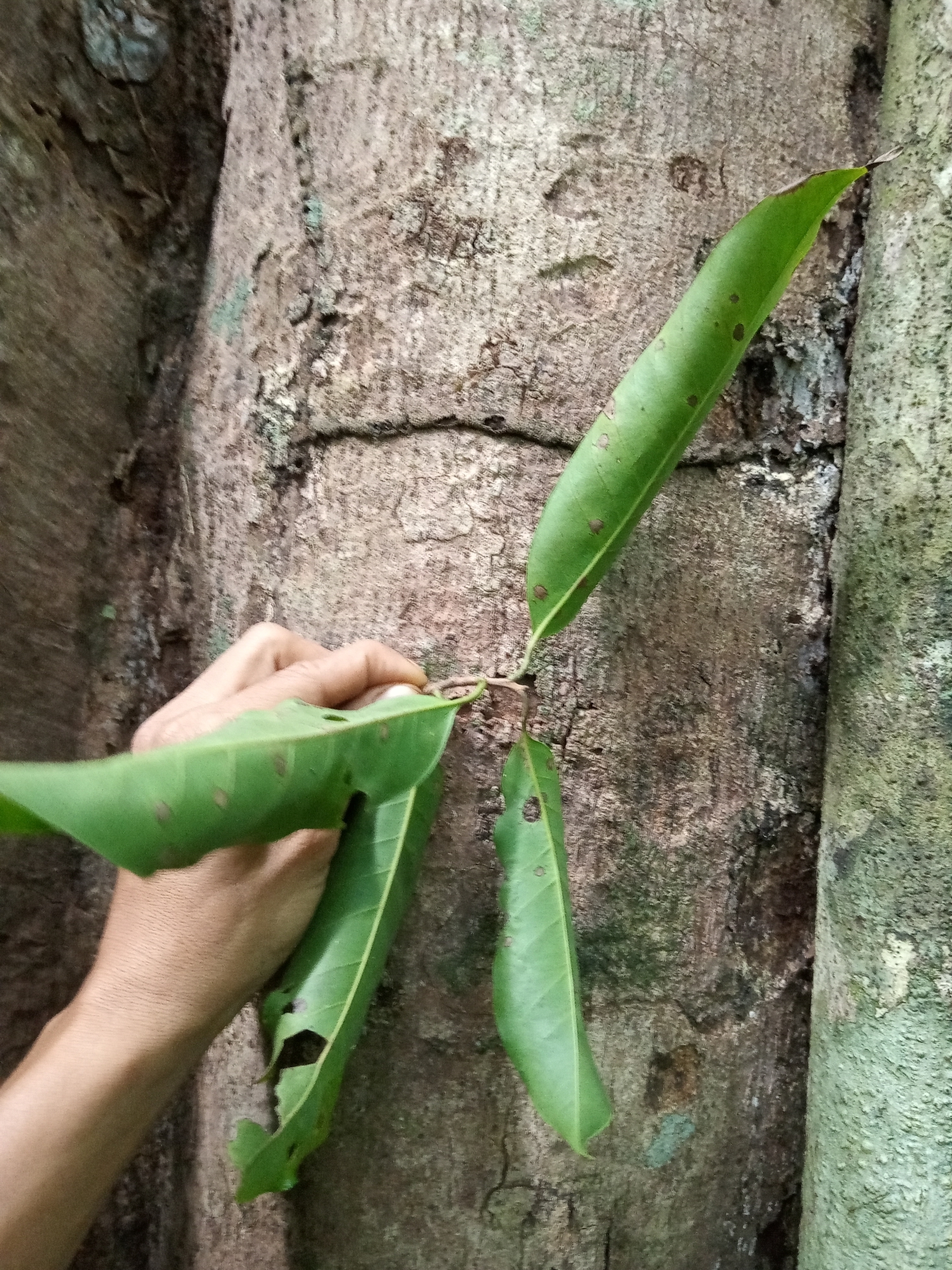 Imagem de Pouteria amygdalicarpa