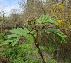 Sorbus cashmiriana