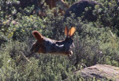 Pronolagus saundersiae