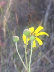 Othonna multicaulis