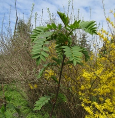 Sorbus cashmiriana