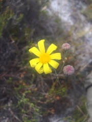 Othonna multicaulis