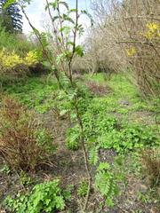 Sorbus cashmiriana