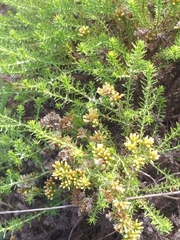 Helichrysum asperum glabrum