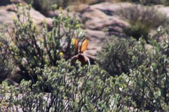 Pronolagus saundersiae