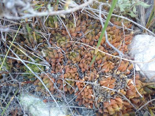 Haworthia mirabilis (Haw.) Haw. 4