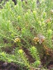 Helichrysum asperum glabrum