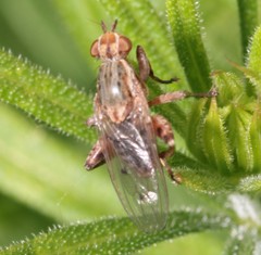 Salticella fasciata